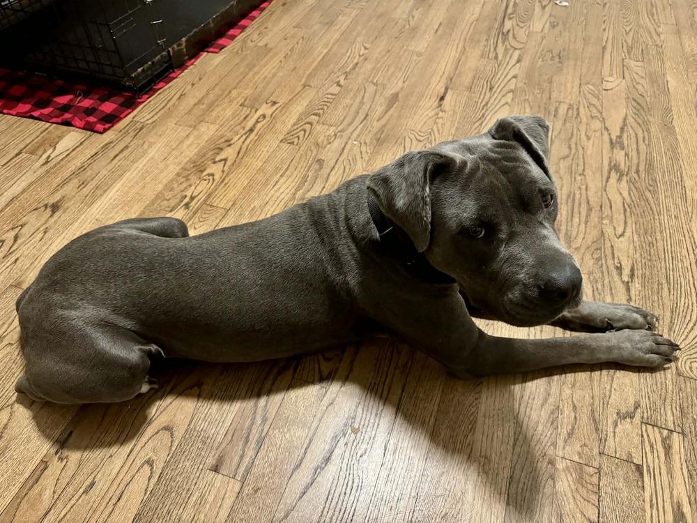 Langley, a Adoptable mixed breed in Saugus, MA image 6/6