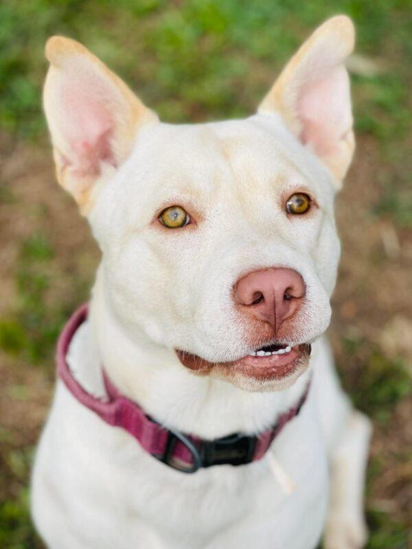 Enlarge AC-5237 "Milo", a Adoptable mixed breed in Conyers, GA image 1/3