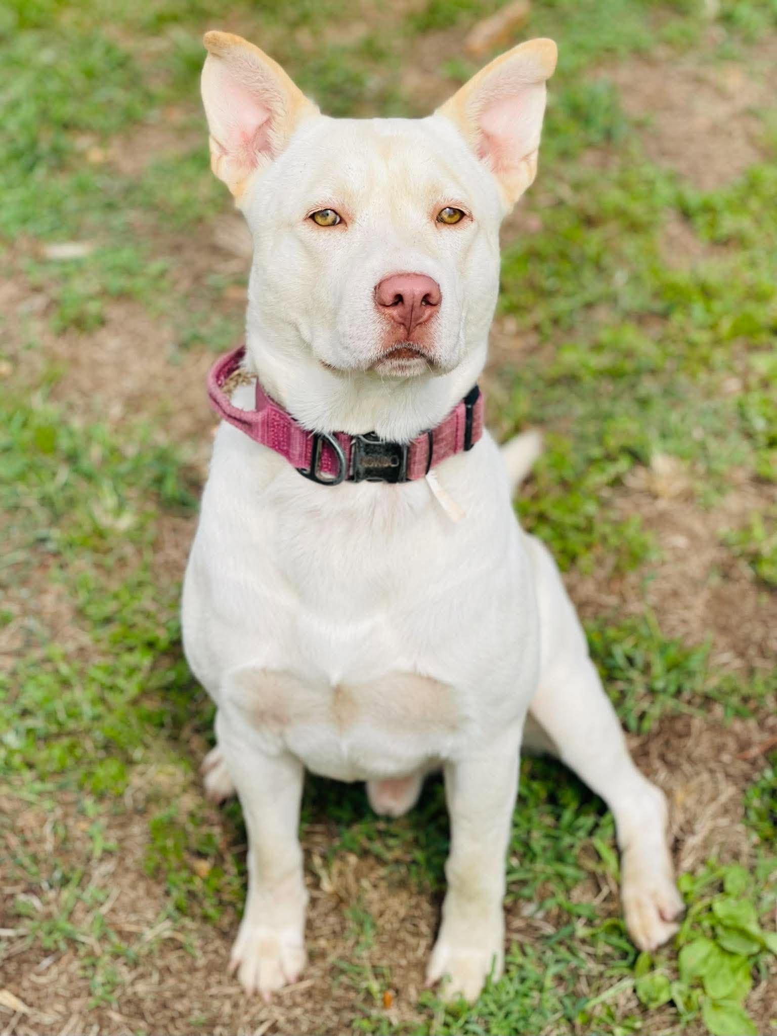 Enlarge AC-5237 "Milo", a Adoptable mixed breed in Conyers, GA image 3/3