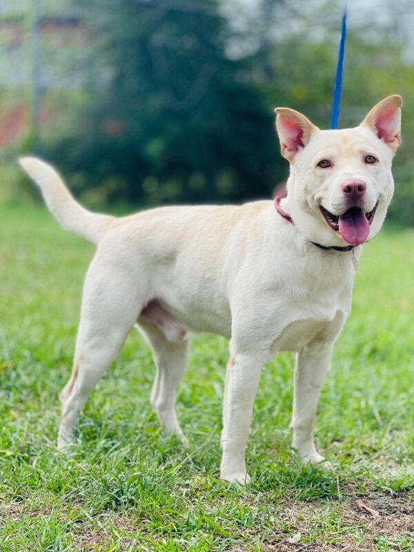 Enlarge AC-5237 "Milo", a Adoptable mixed breed in Conyers, GA image 2/3