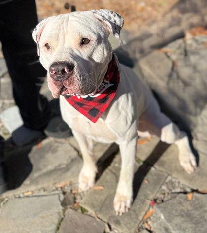 Abram, Adoptable, Adult Male Pit Bull Terrier.