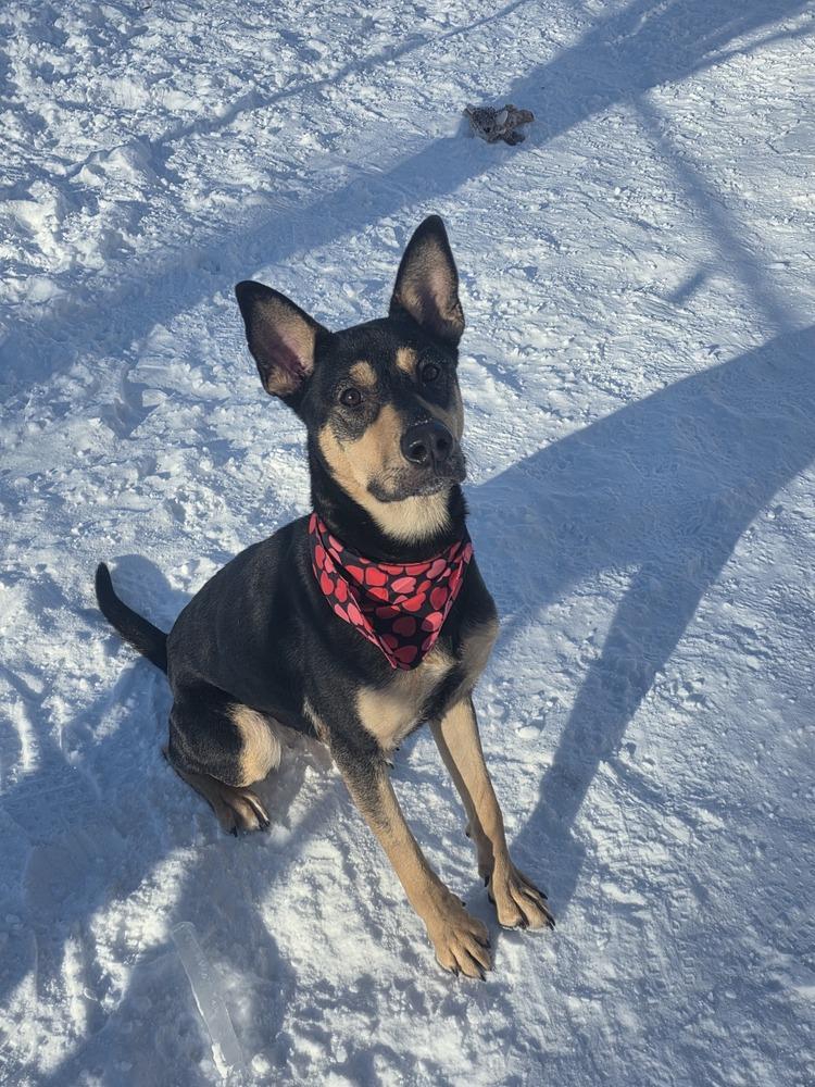 Darla, Adoptable, Young Female Shepherd.