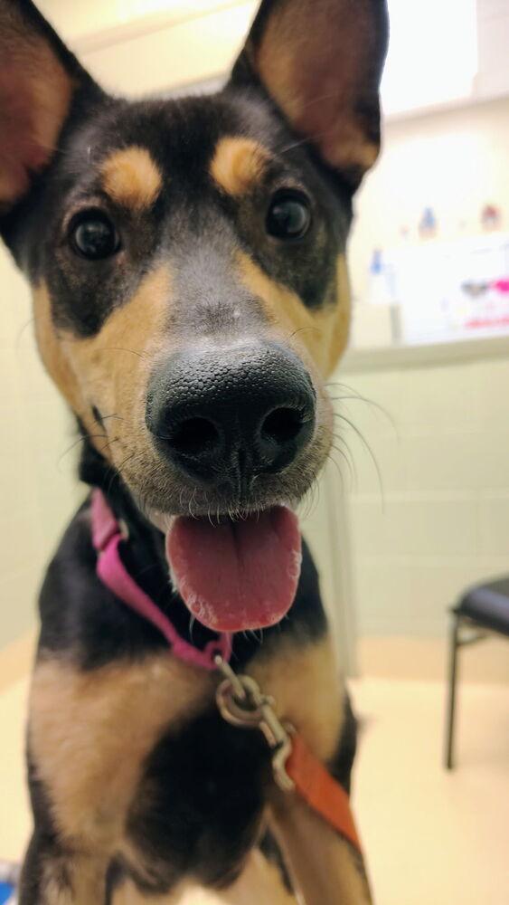 Enlarge Darla, a Adoptable mixed breed in Kalamazoo, MI image 2/3