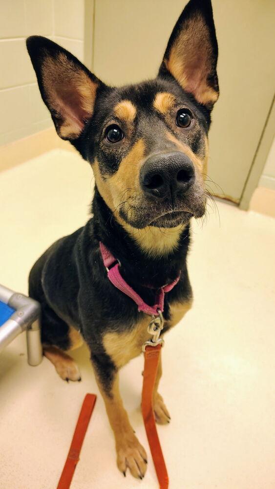 Enlarge Darla, a Adoptable mixed breed in Kalamazoo, MI image 3/3