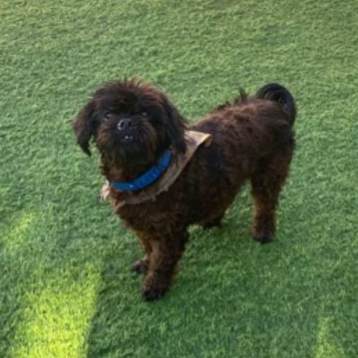 Enlarge Little Bit, a Adoptable mixed breed in Long Beach, CA image 1/1