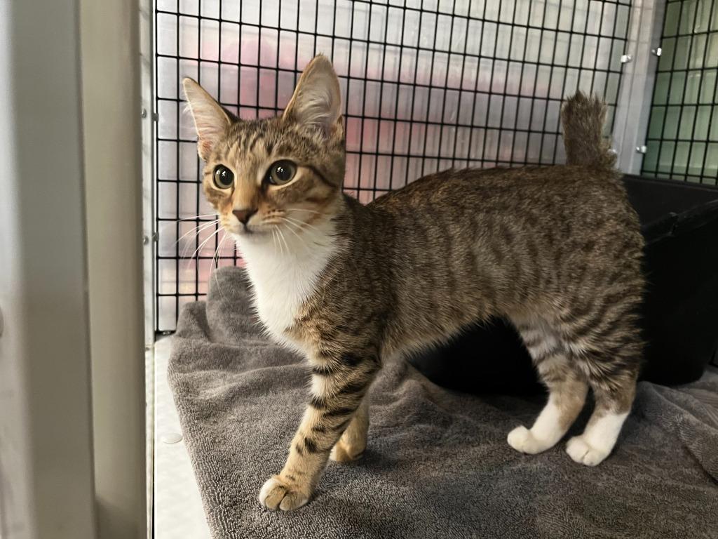 Vienna, Adoptable, Adult Female Domestic Short Hair.