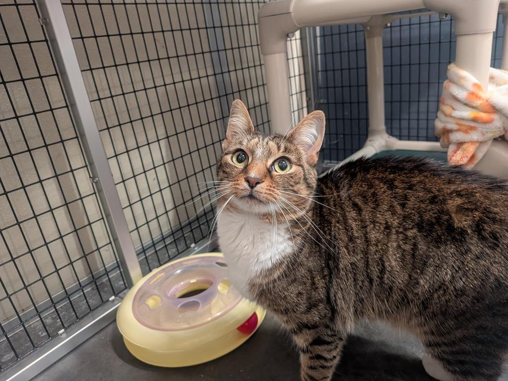 Vienna, a Adoptable mixed breed in Raleigh, NC image 2/6