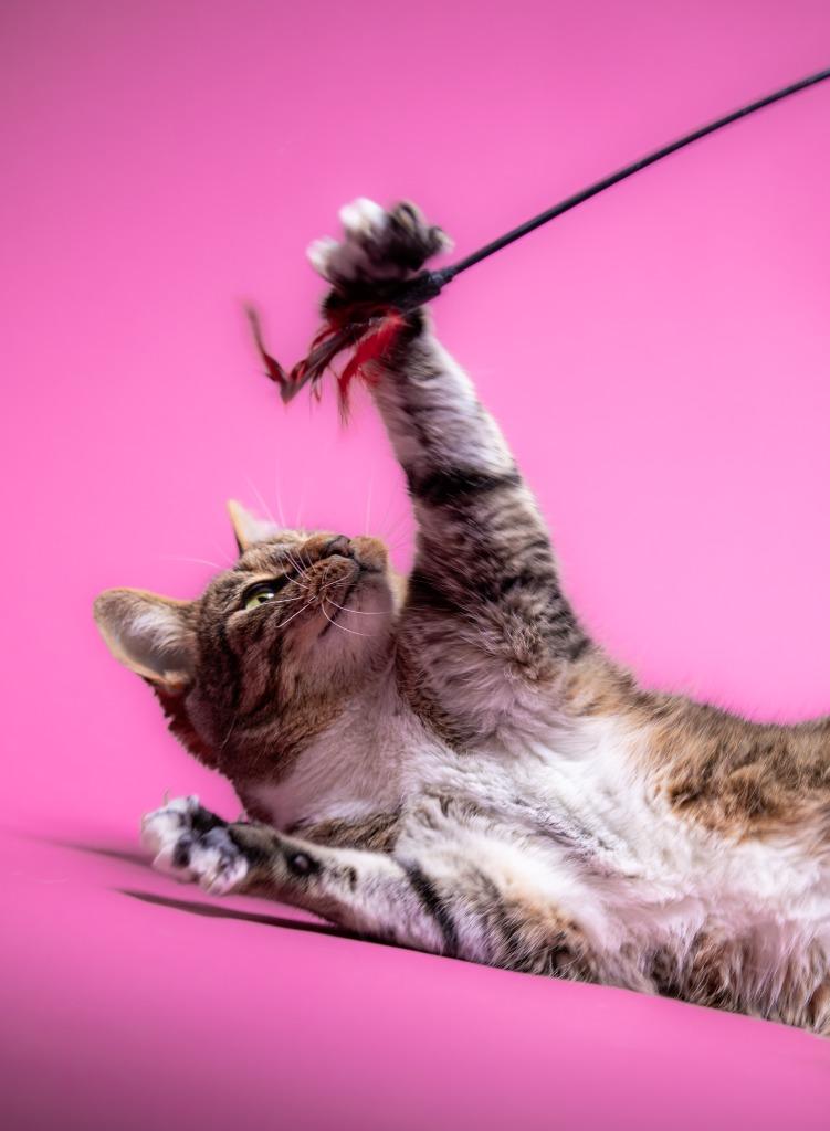 Vienna, a Adoptable mixed breed in Raleigh, NC image 3/6