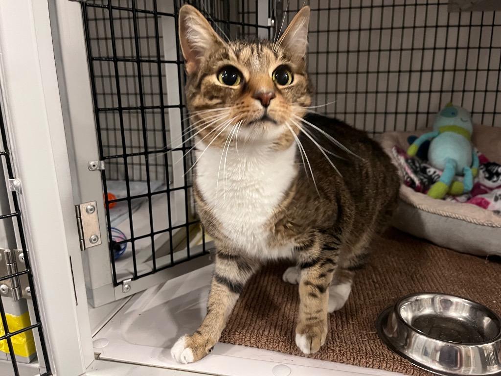 Vienna, a Adoptable mixed breed in Raleigh, NC image 4/6