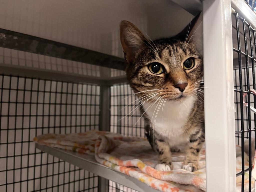 Vienna, a Adoptable mixed breed in Raleigh, NC image 5/6