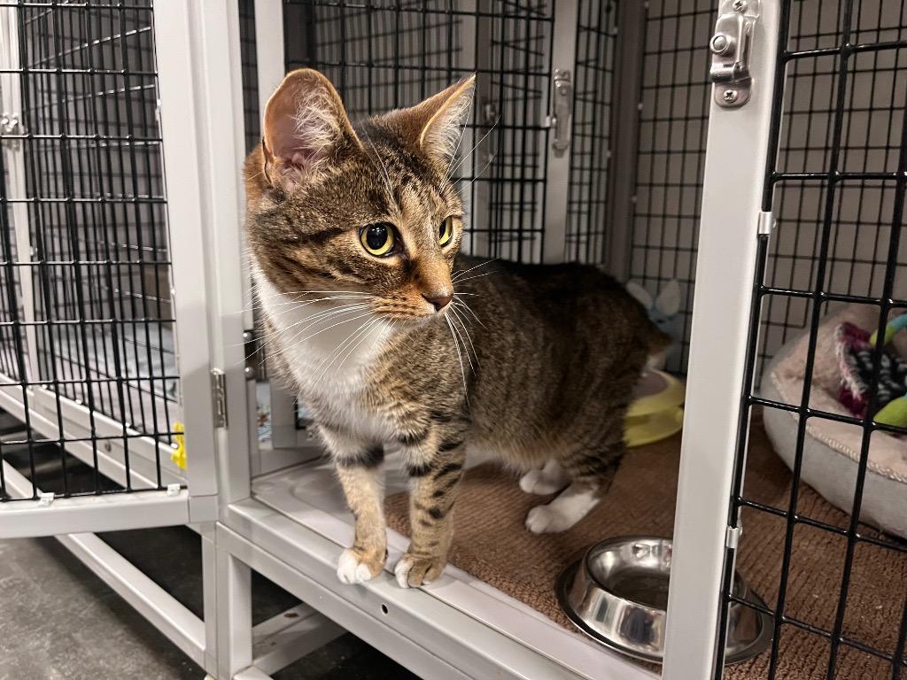 Vienna, a Adoptable mixed breed in Raleigh, NC image 6/6