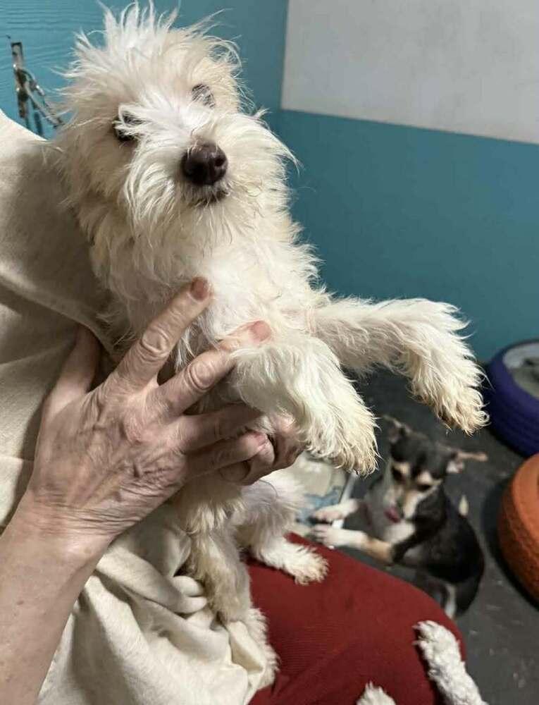 Enlarge Teddy, a Adoptable mixed breed in Boulder, CO image 2/6