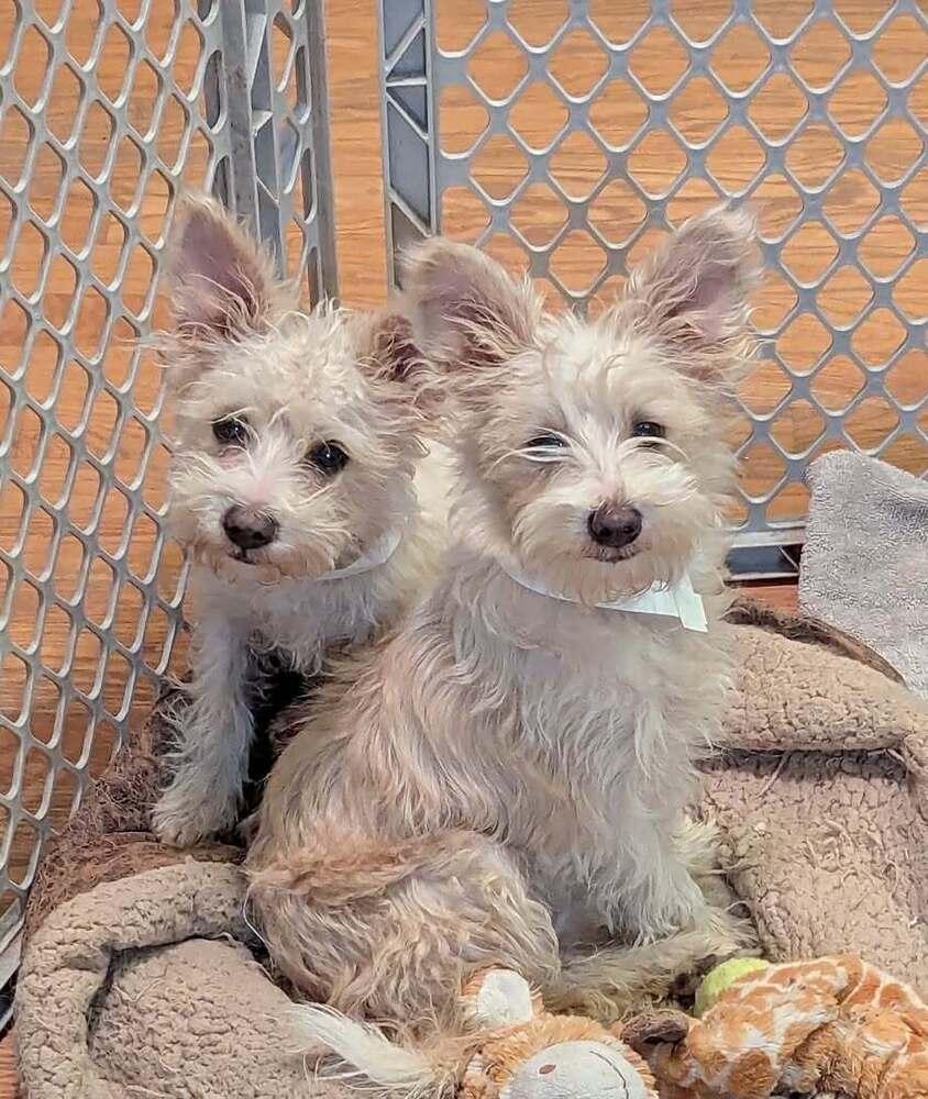 Enlarge Teddy, a Adoptable mixed breed in Boulder, CO image 3/6