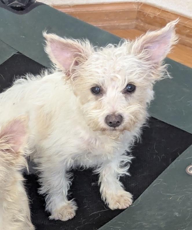 Enlarge Teddy, a Adoptable mixed breed in Boulder, CO image 5/6