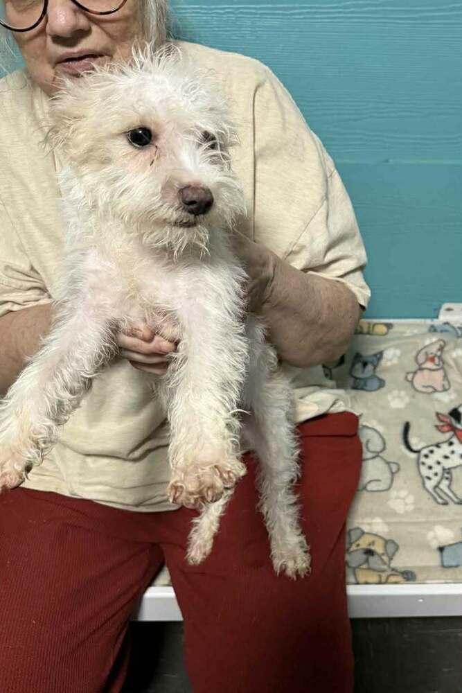 Enlarge Teddy, a Adoptable mixed breed in Boulder, CO image 5/6