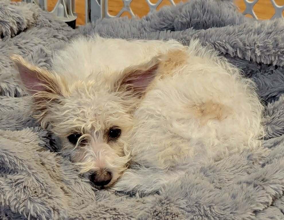 Enlarge Teddy, a Adoptable mixed breed in Boulder, CO image 6/6