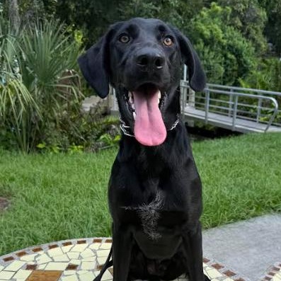 Enlarge Sunday, a Adoptable Black Labrador Retriever in Palm Harbor, FL image 6/6