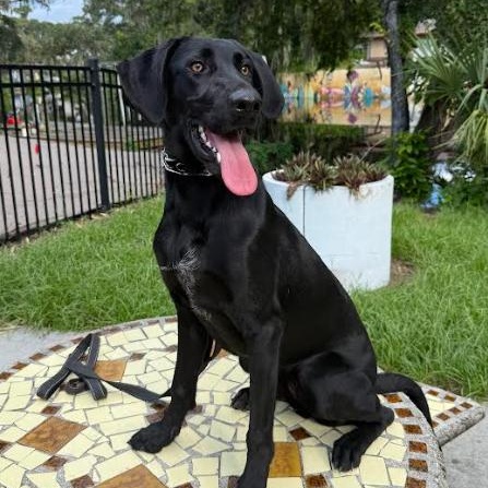 Enlarge Sunday, a Adoptable Black Labrador Retriever in Palm Harbor, FL image 1/6