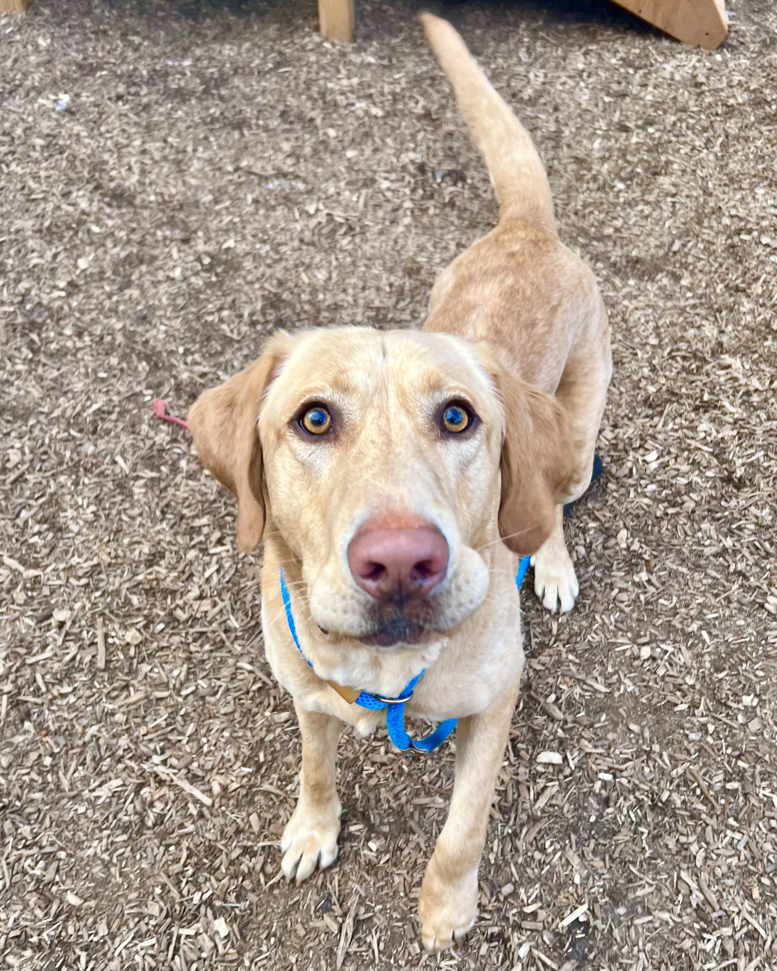 Sherpa Throw, a Adoptable Labrador Retriever in Poughkeepsie, NY image 5/6