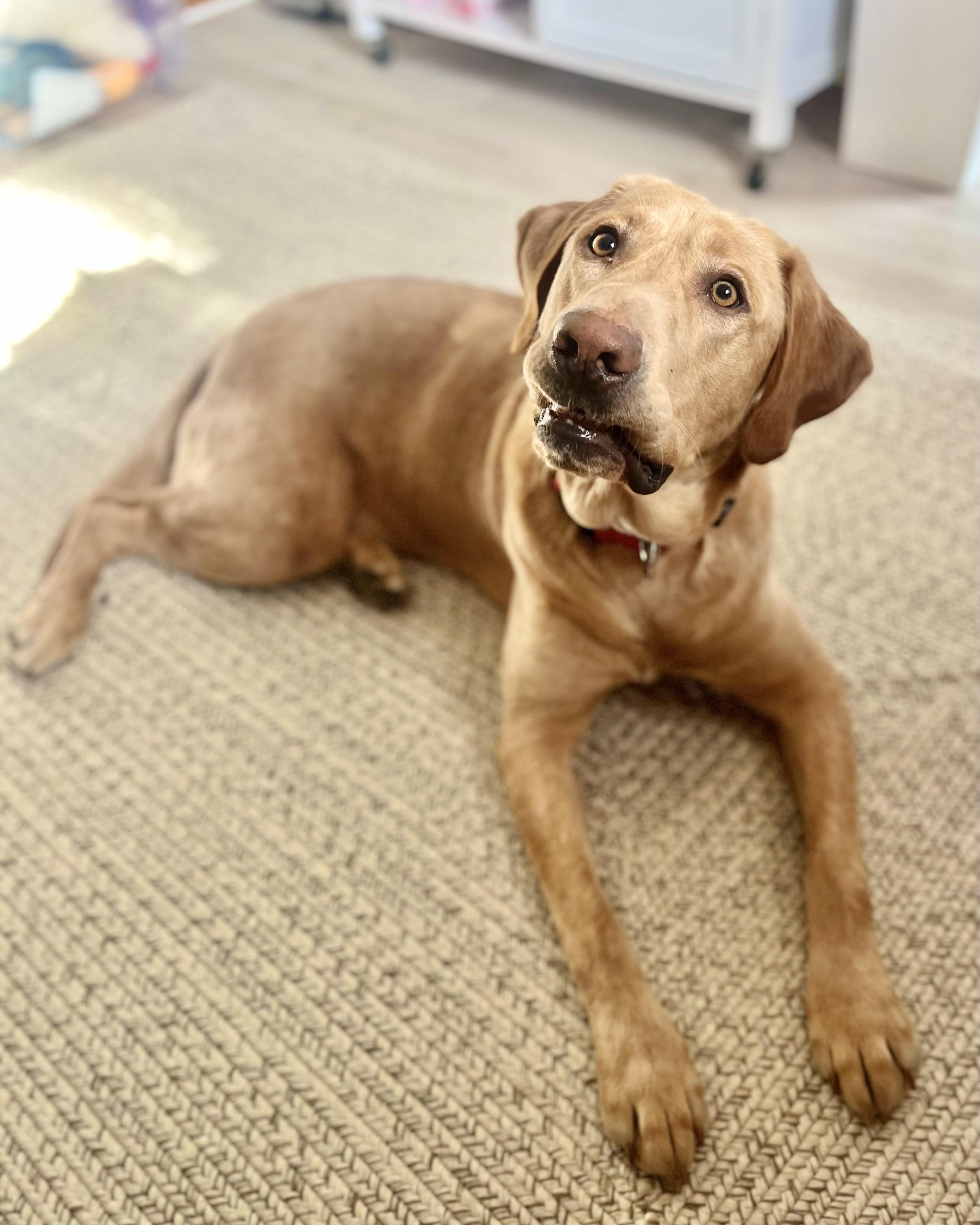 Sherpa Throw, a Adoptable Labrador Retriever in Poughkeepsie, NY image 4/6