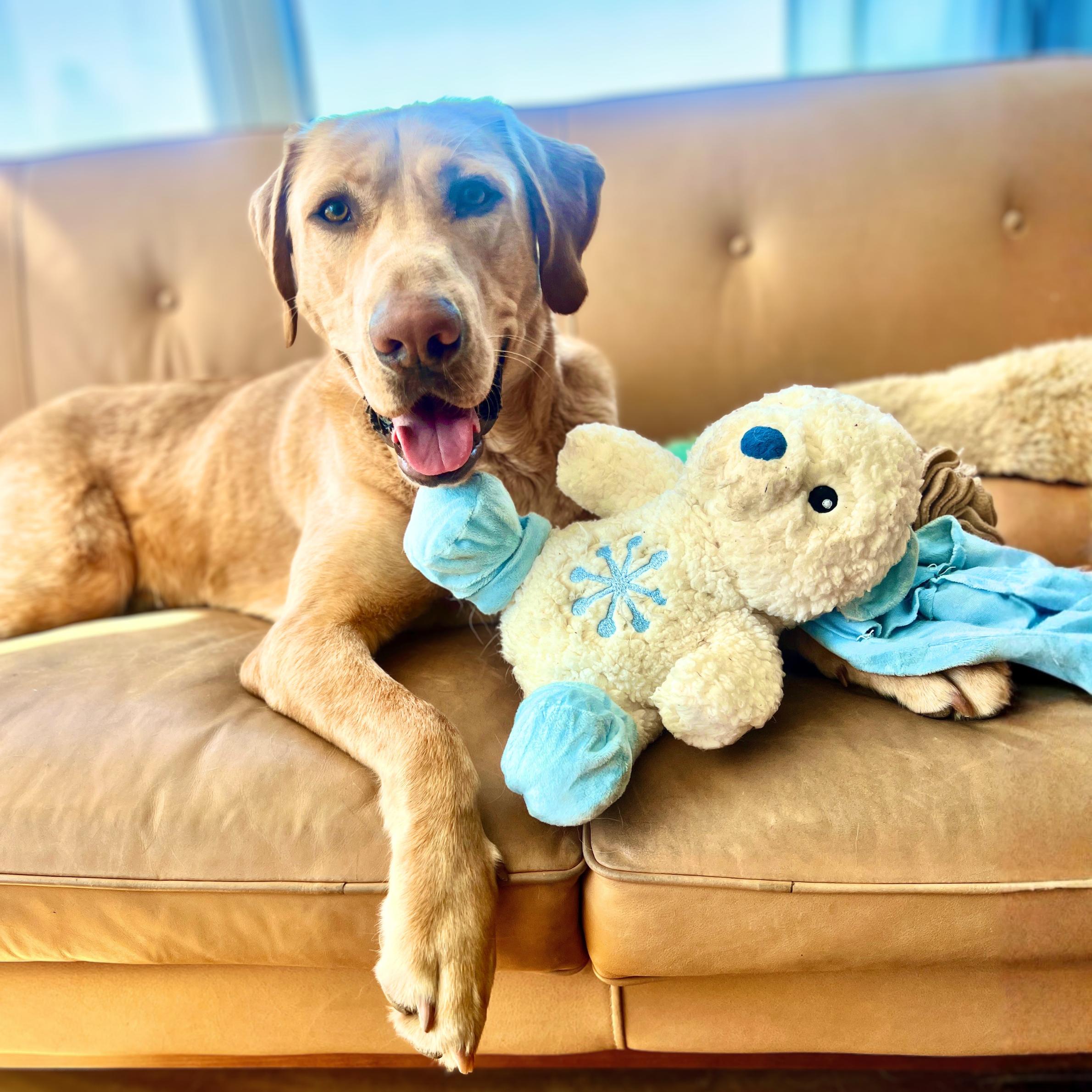 Sherpa Throw, a Adoptable Labrador Retriever in Poughkeepsie, NY image 3/6