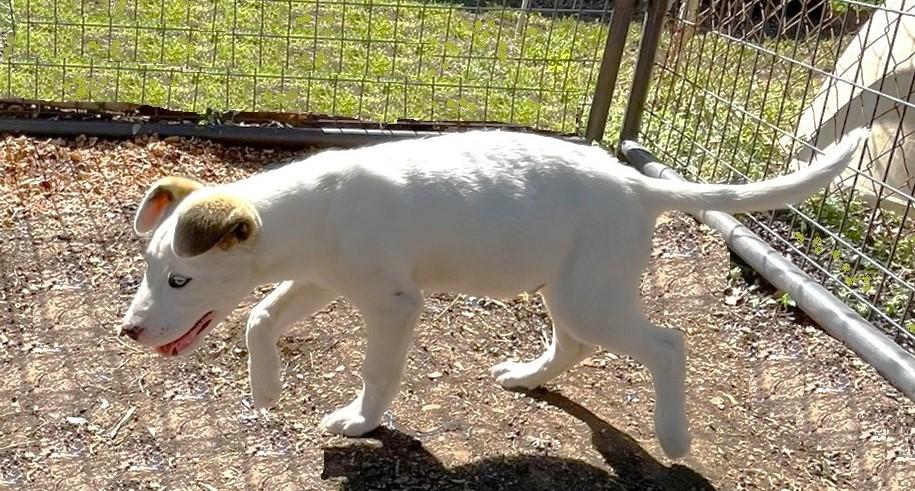 Hobo, an adopted mixed breed in Godley, TX image 6/6