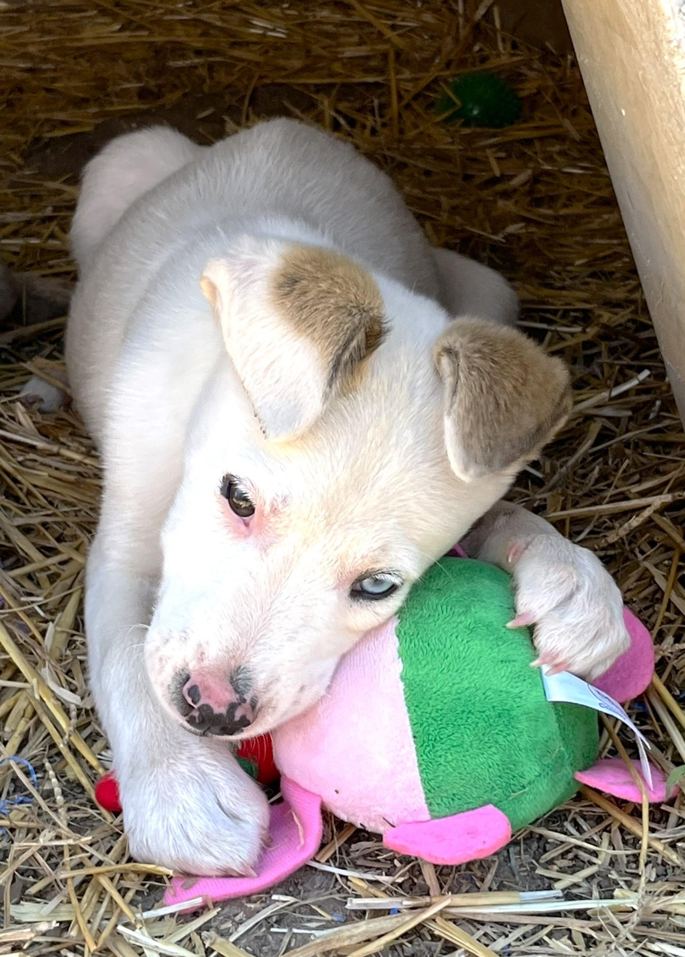 Hobo, an adopted mixed breed in Godley, TX image 4/6