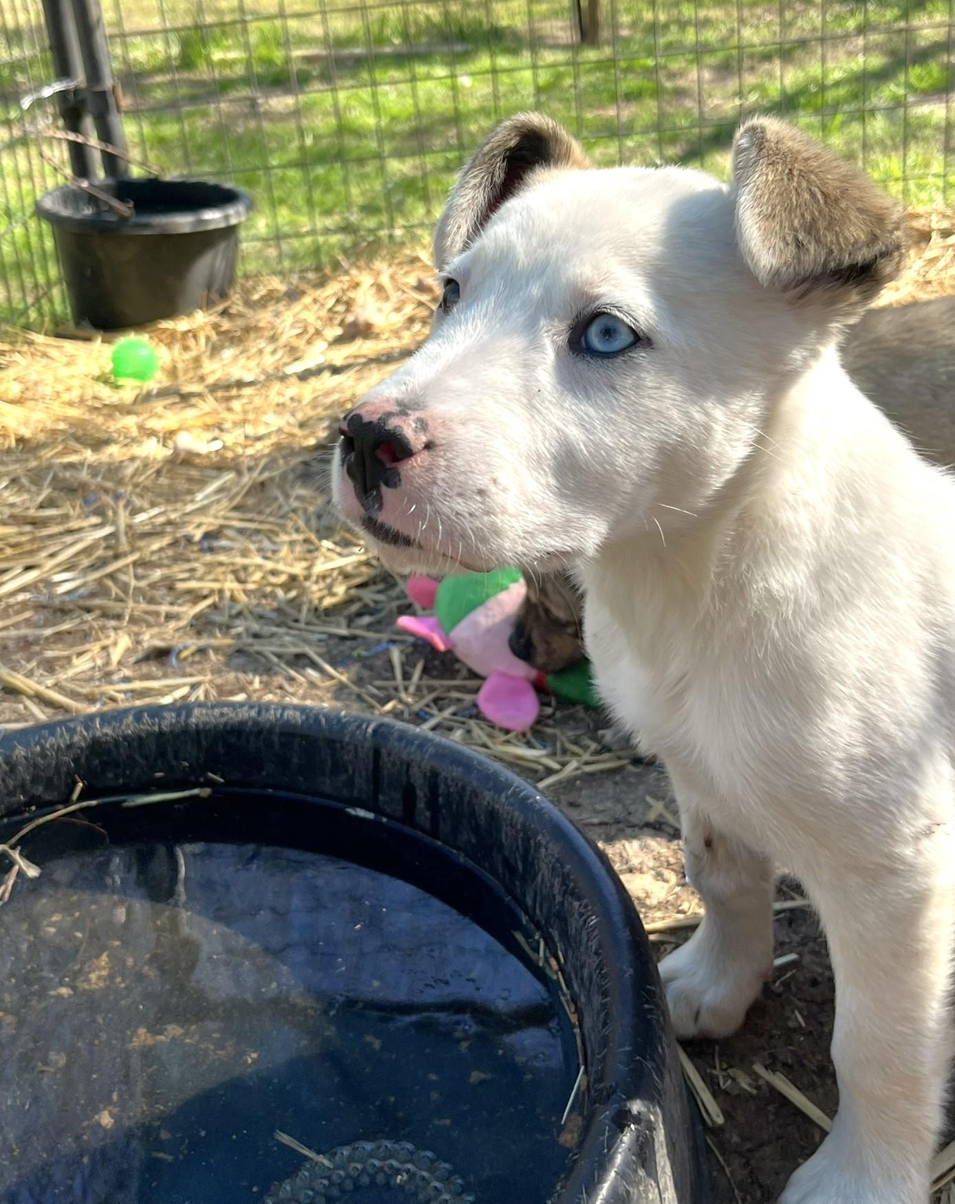 Hobo, an adopted mixed breed in Godley, TX image 2/6