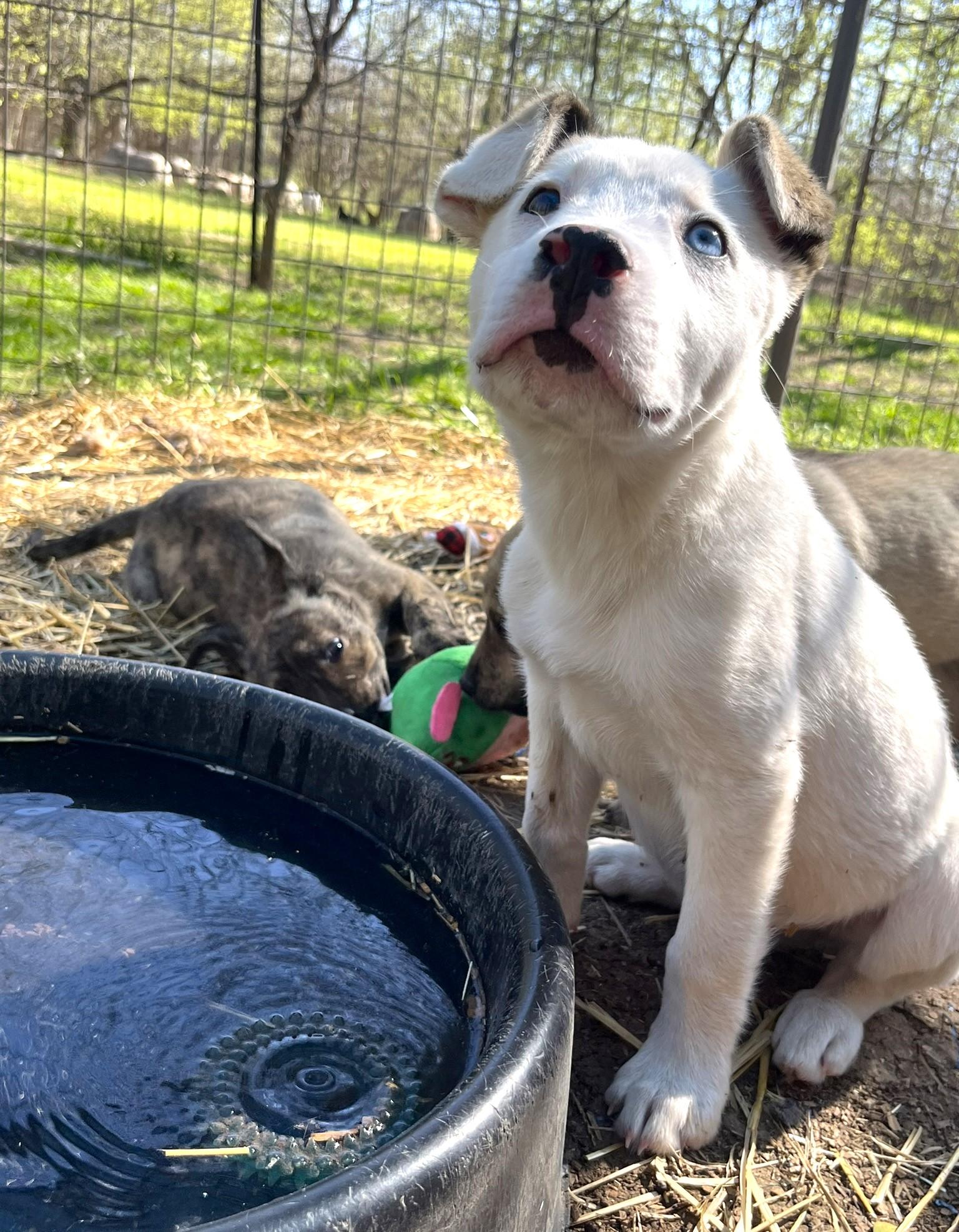 Hobo, an adopted mixed breed in Godley, TX image 5/6