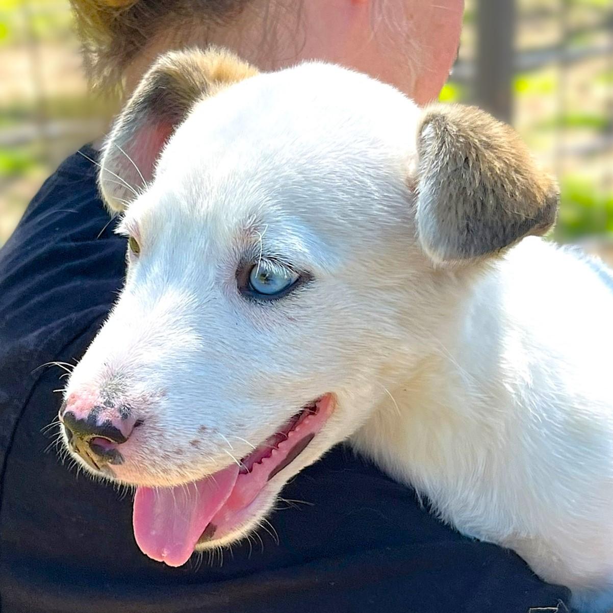 Hobo, adopted, Puppy Male Pit Bull Terrier & Mixed Breed.