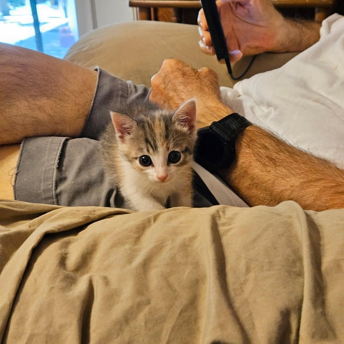 Buttercup, adopted, Kitten Female Calico & Manx.