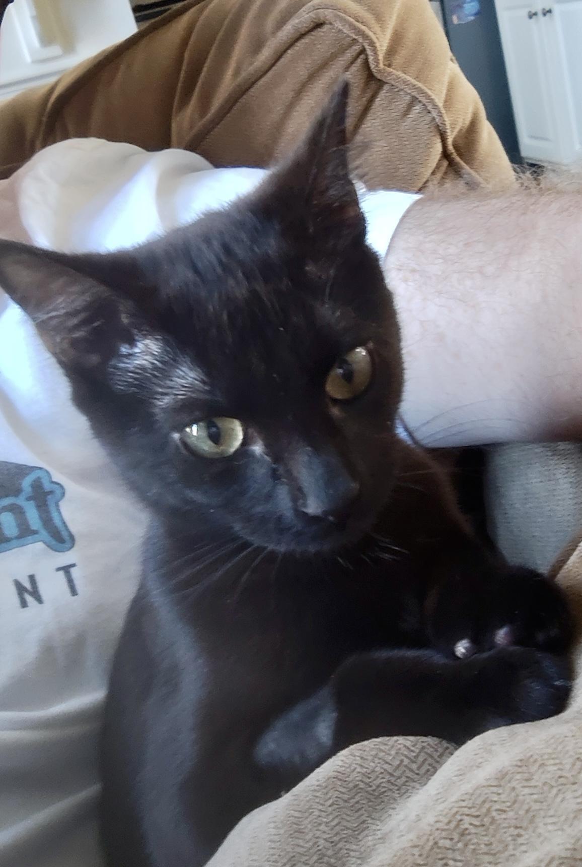 Brenda, Adoptable, Young Female Domestic Short Hair.