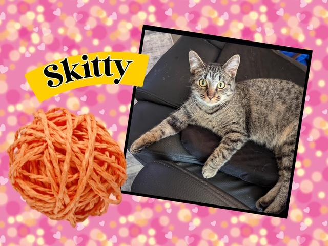 Enlarge Skitty, a Adoptable Domestic Medium Hair in Kearney, NE image 1/2