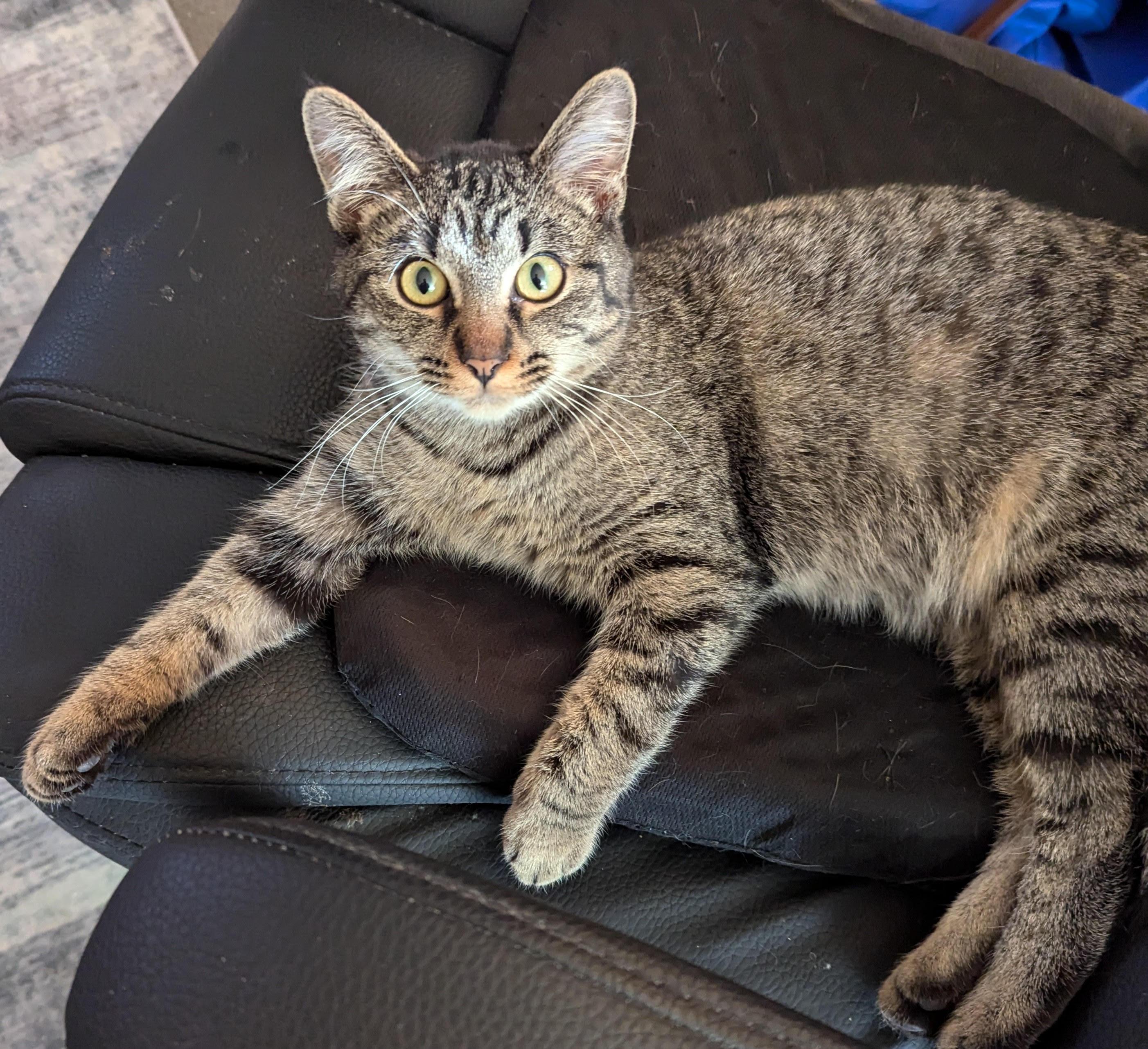 Enlarge Skitty, a Adoptable Domestic Medium Hair in Kearney, NE image 2/2