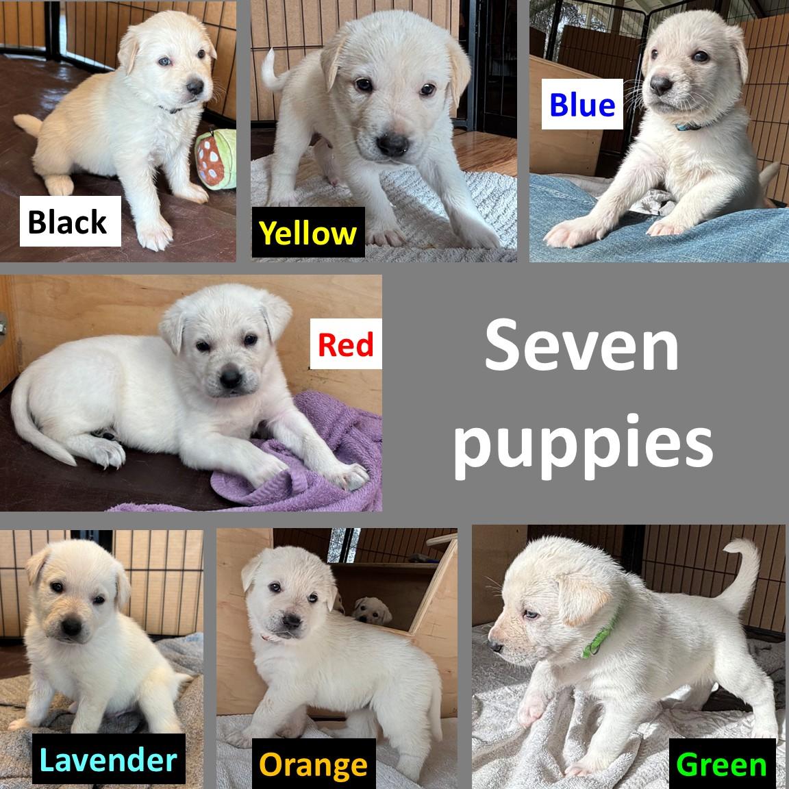 Enlarge Seven Lab mix puppies, a ADOPTABLE mixed breed in San Francisco, CA image 1/4