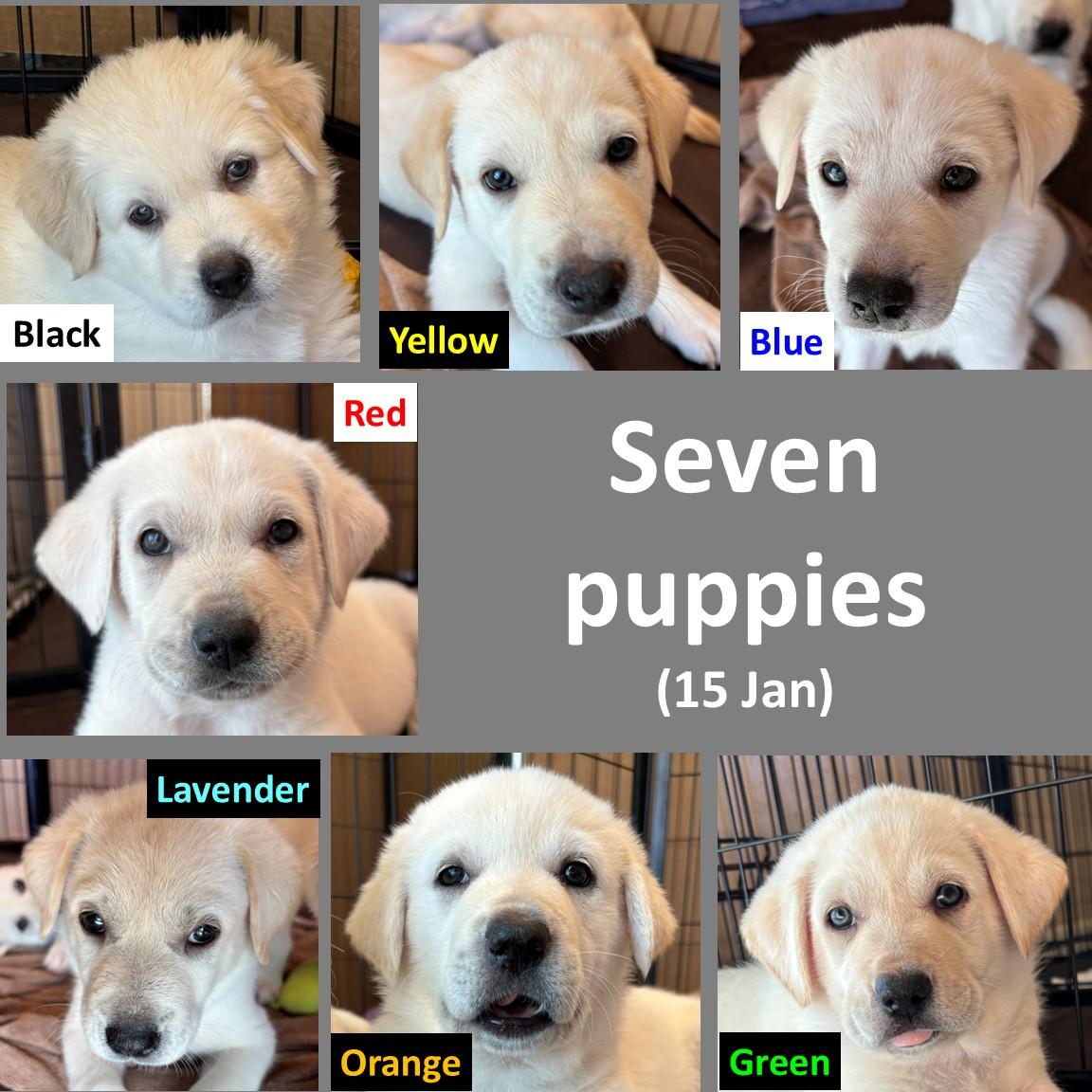 Seven Lab mix puppies, ADOPTABLE, Puppy Male Labrador Retriever & Great Pyrenees.