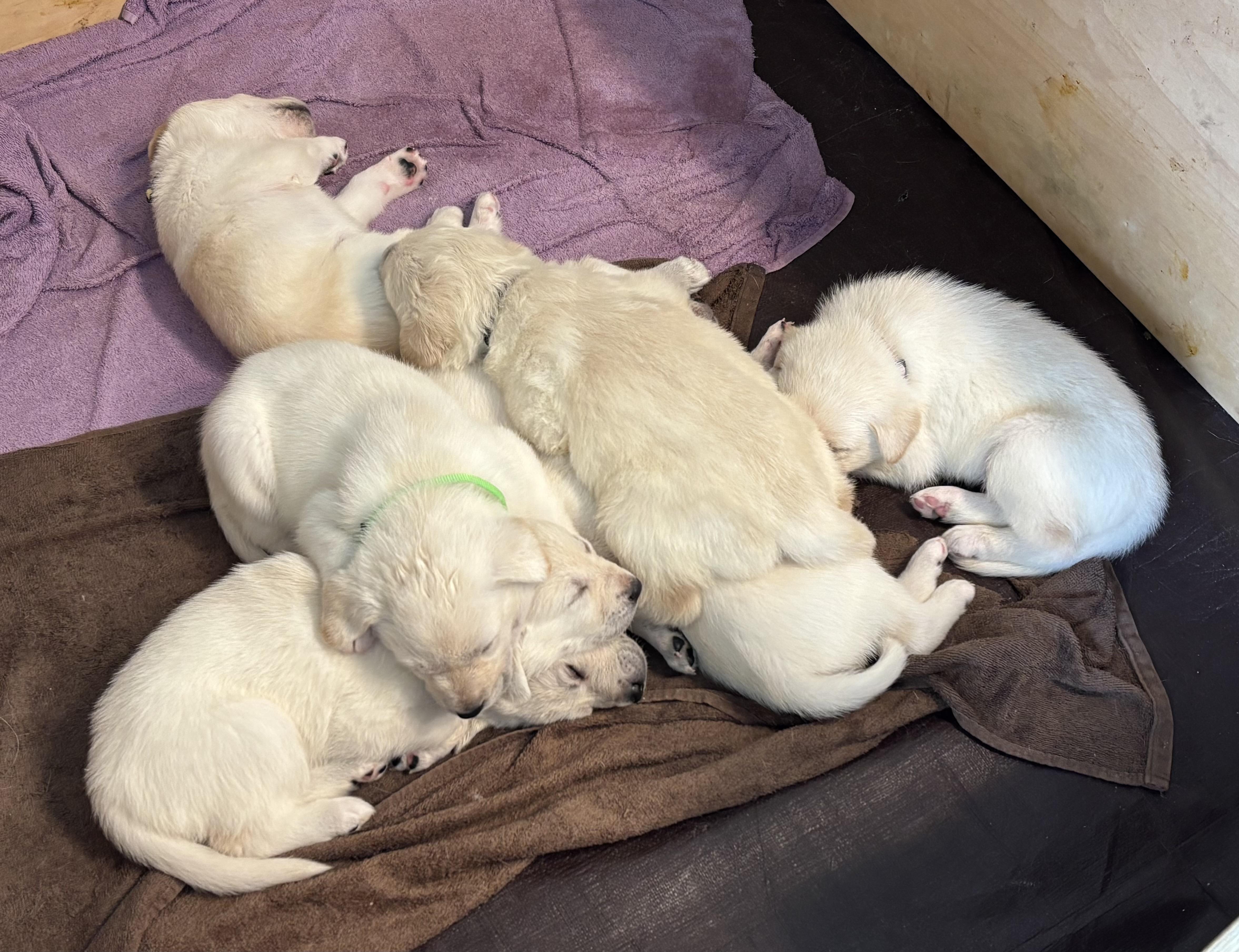 Enlarge Seven Lab mix puppies, a ADOPTABLE mixed breed in San Francisco, CA image 3/4