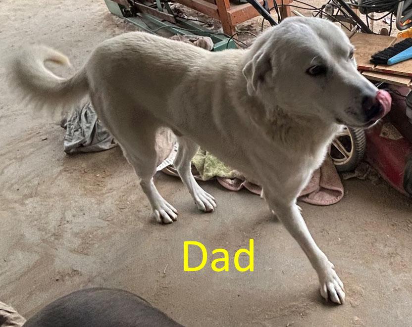 Enlarge Seven Lab mix puppies, a ADOPTABLE mixed breed in San Francisco, CA image 2/4