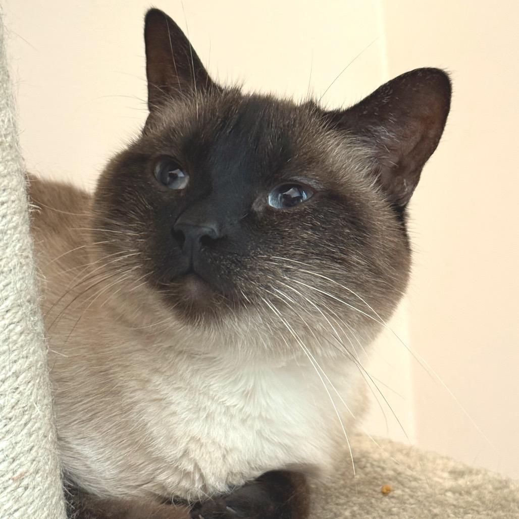 Stella 3 — thumbnail 2