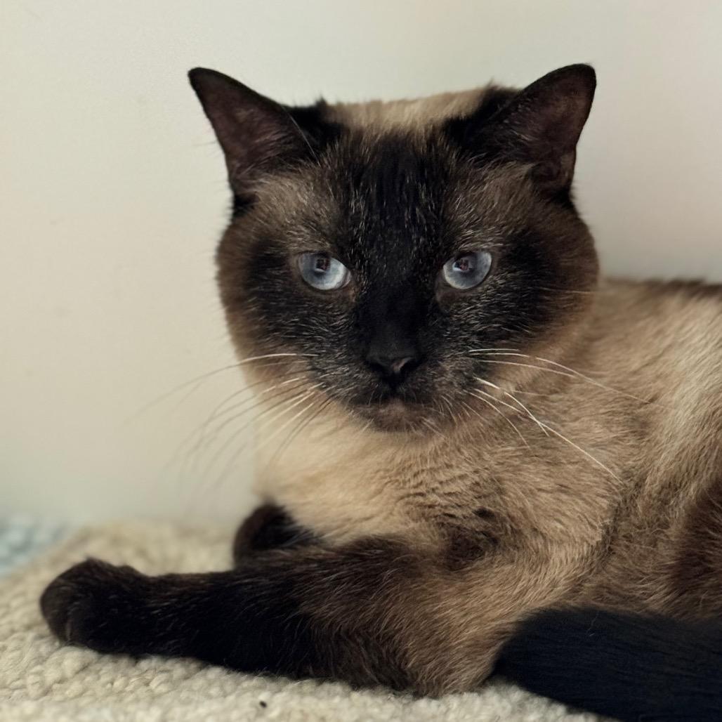 Stella 3 — thumbnail 4