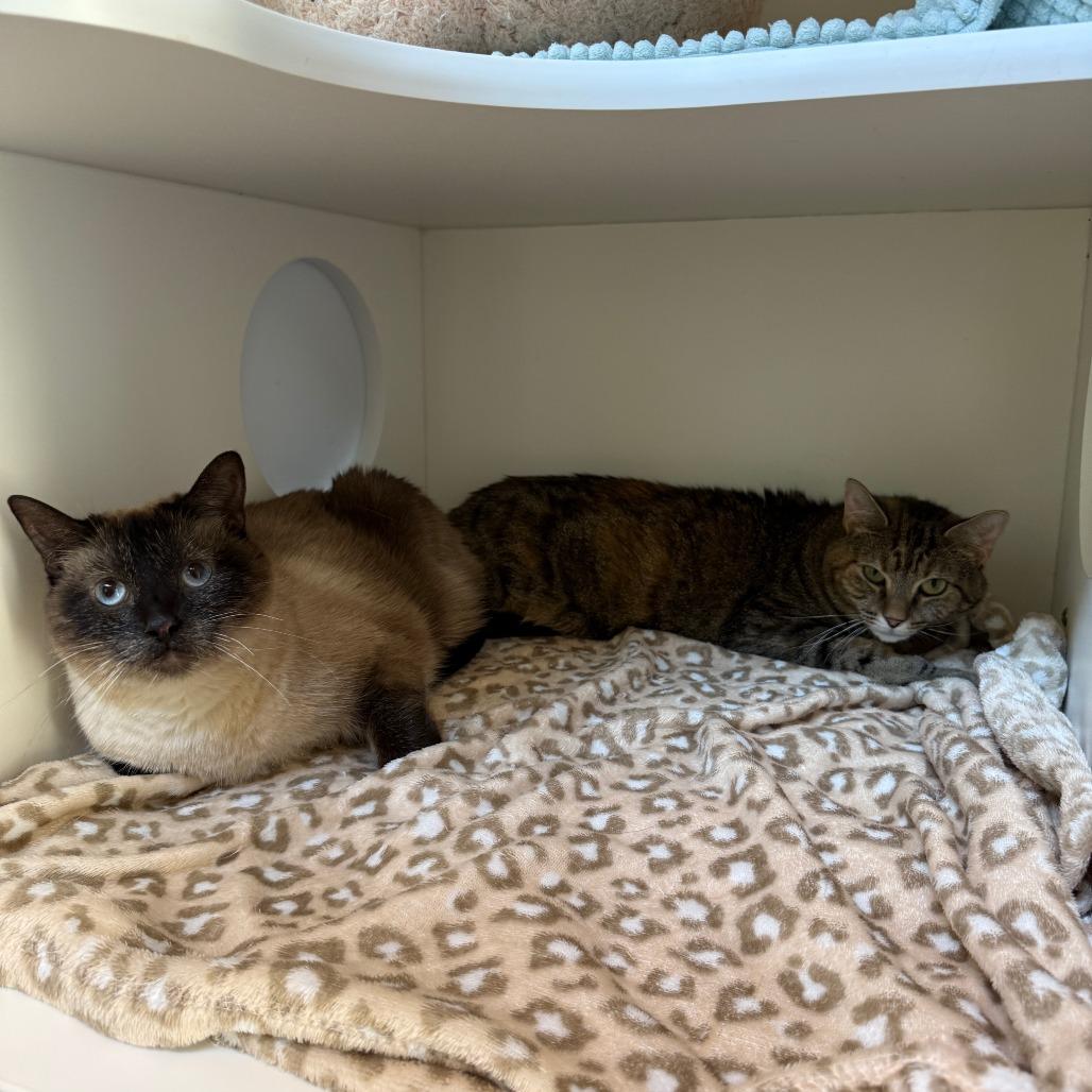 Stella 3 — thumbnail 5