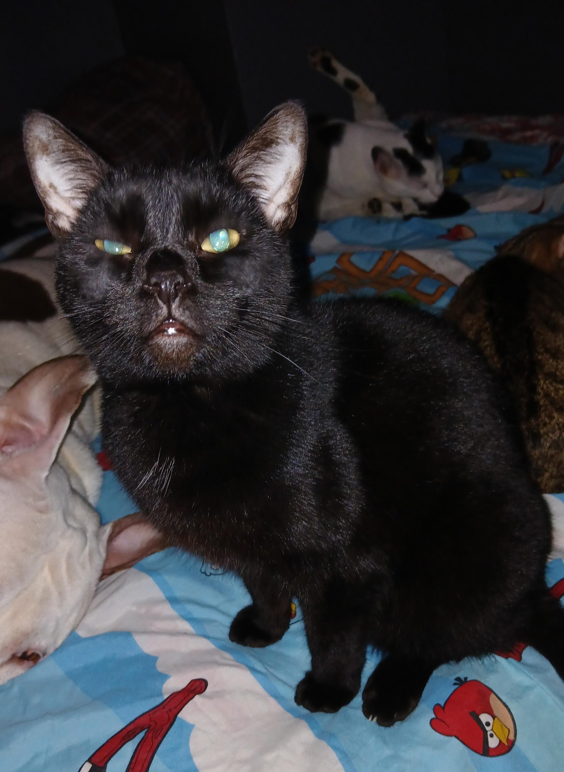 Penelope, Adoptable, Young Female American Shorthair.