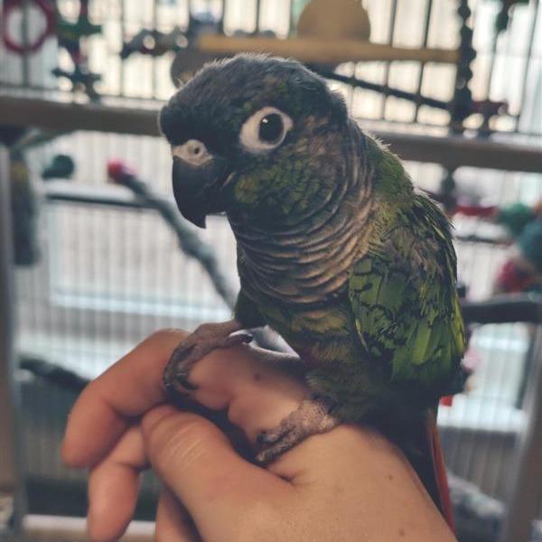 Kiwi, Adoptable, Senior Female Conure.