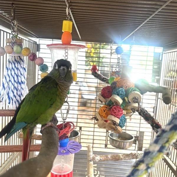 Enlarge Kiwi, a Adoptable Conure in Freeport, FL image 2/6