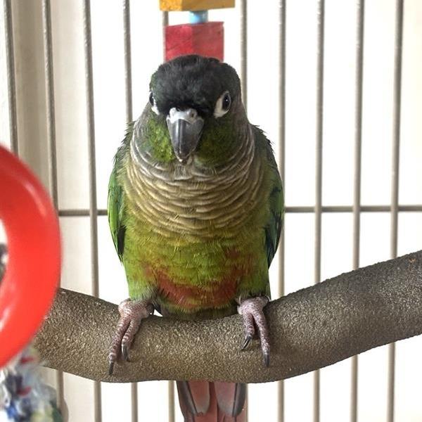 Enlarge Kiwi, a Adoptable Conure in Freeport, FL image 3/6