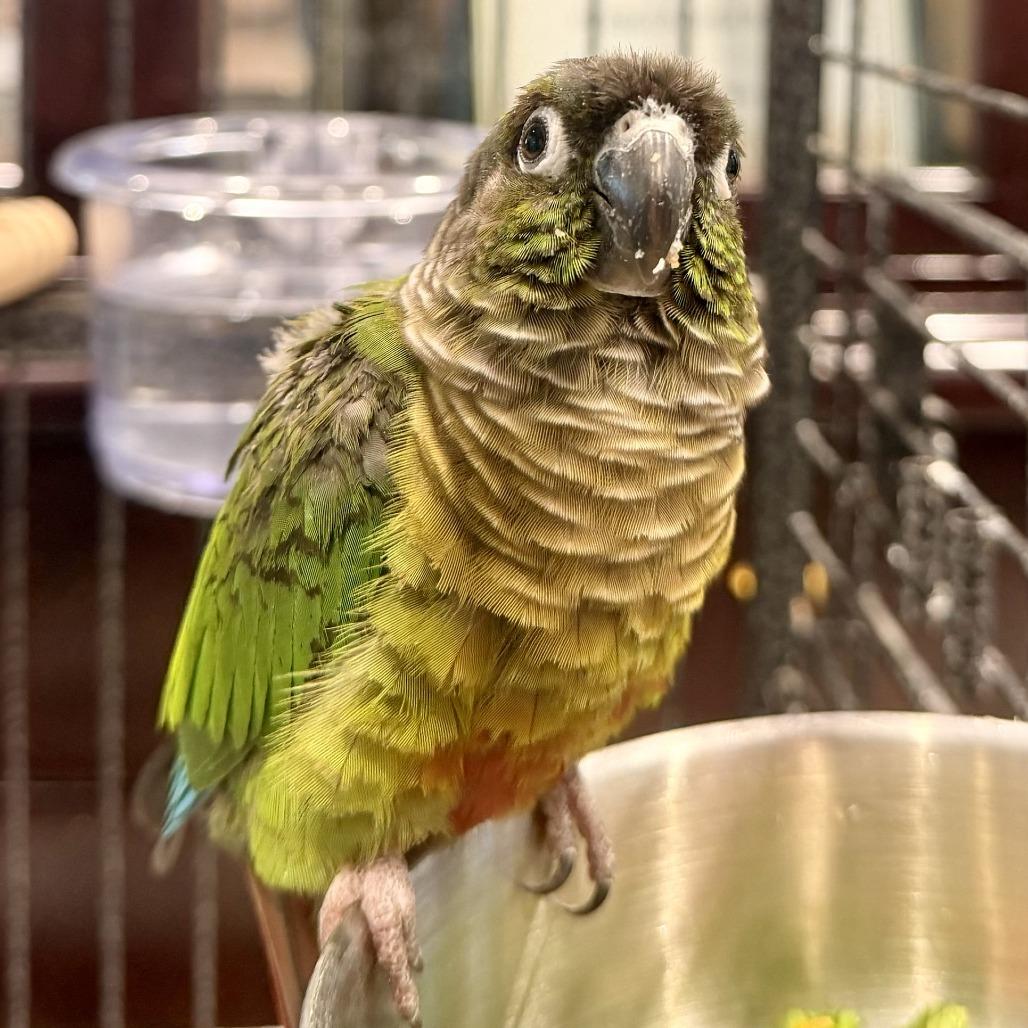 Enlarge Kiwi, a Adoptable Conure in Freeport, FL image 4/6