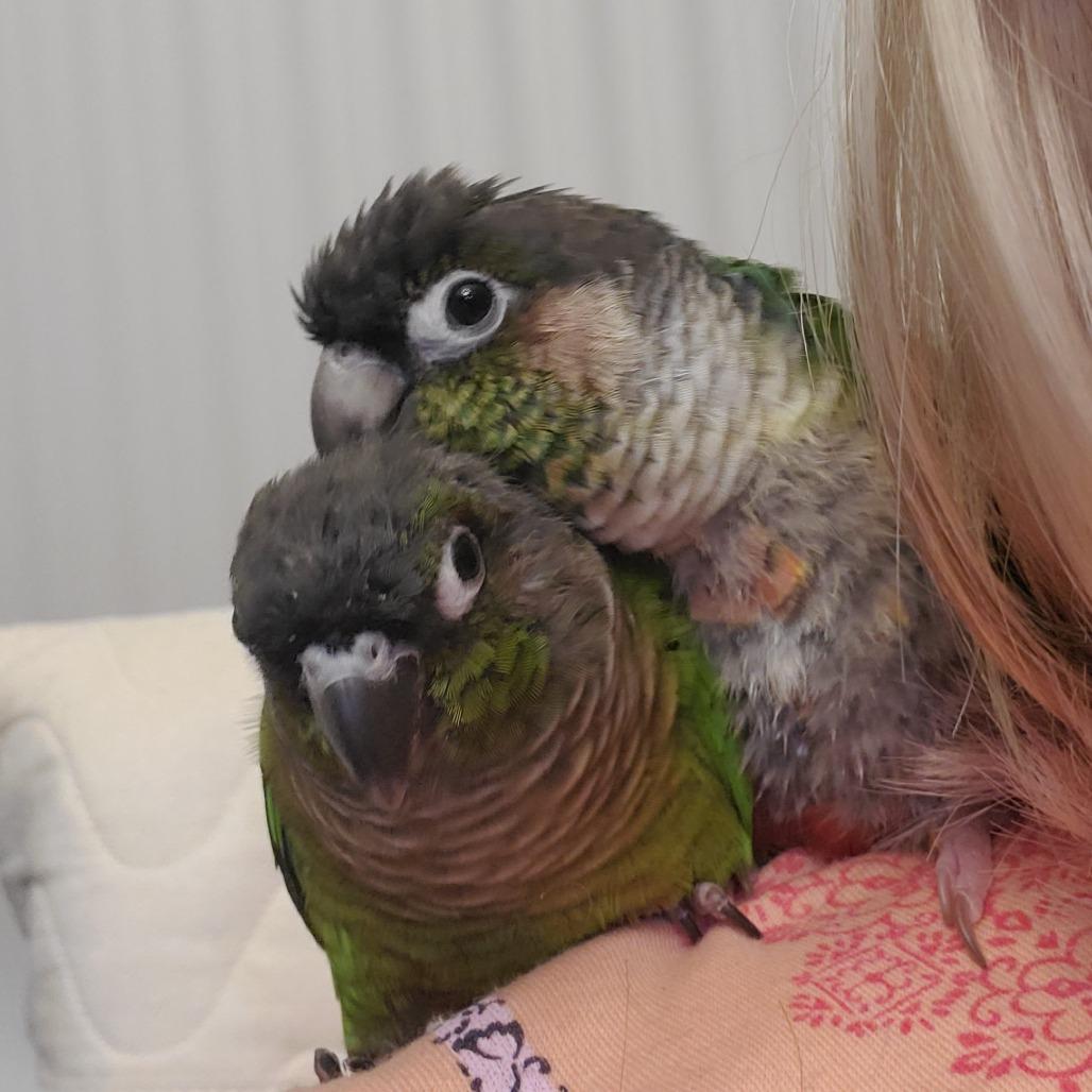 Enlarge Kiwi, a Adoptable Conure in Freeport, FL image 5/6