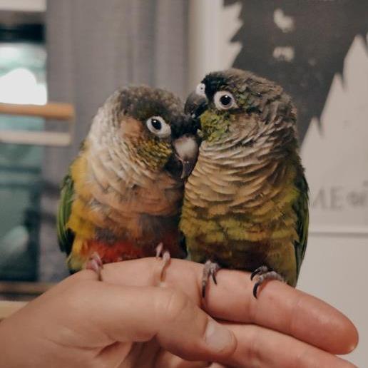 Enlarge Kiwi, a Adoptable Conure in Freeport, FL image 6/6