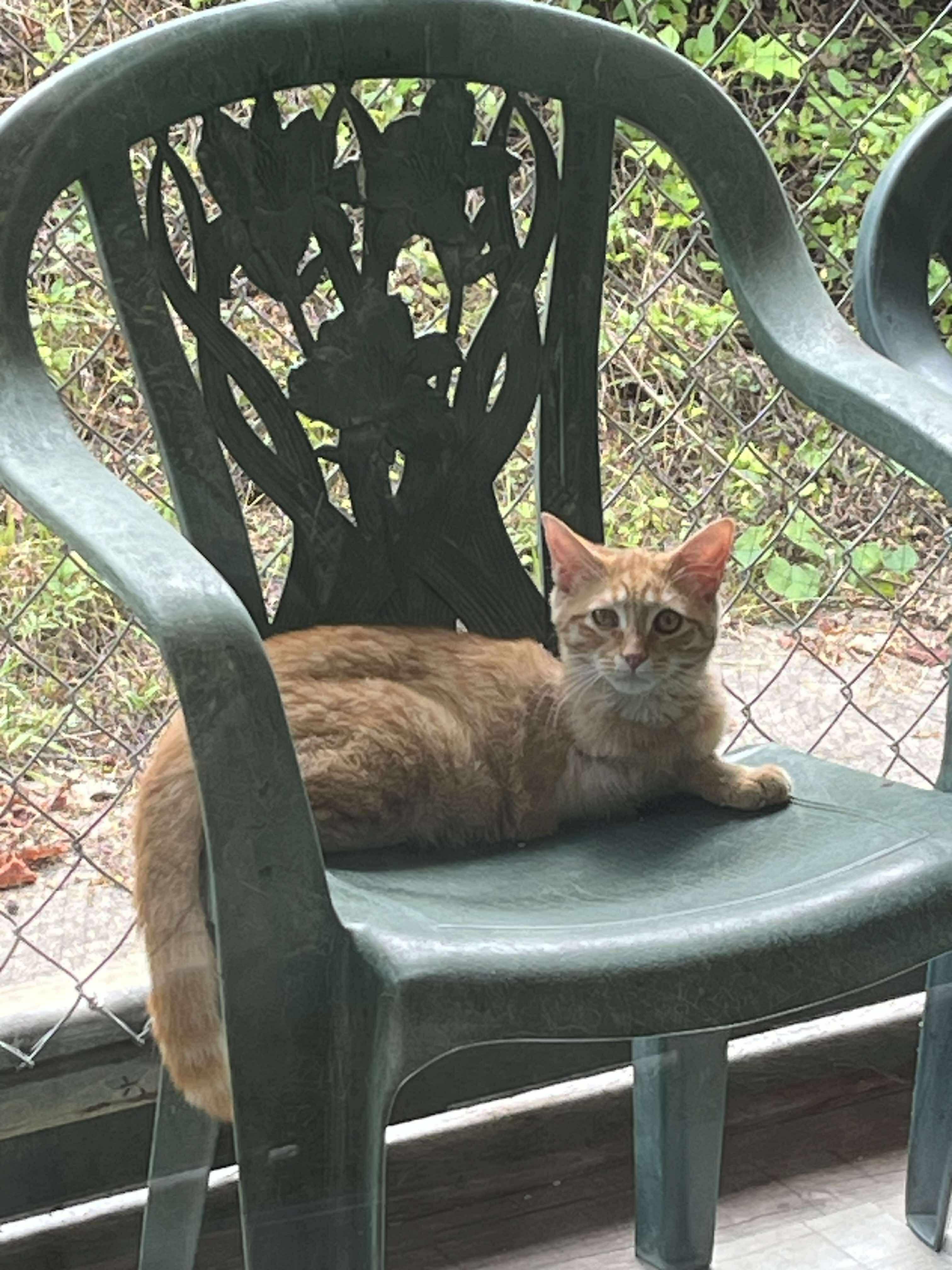 Sisqo (3 legged)