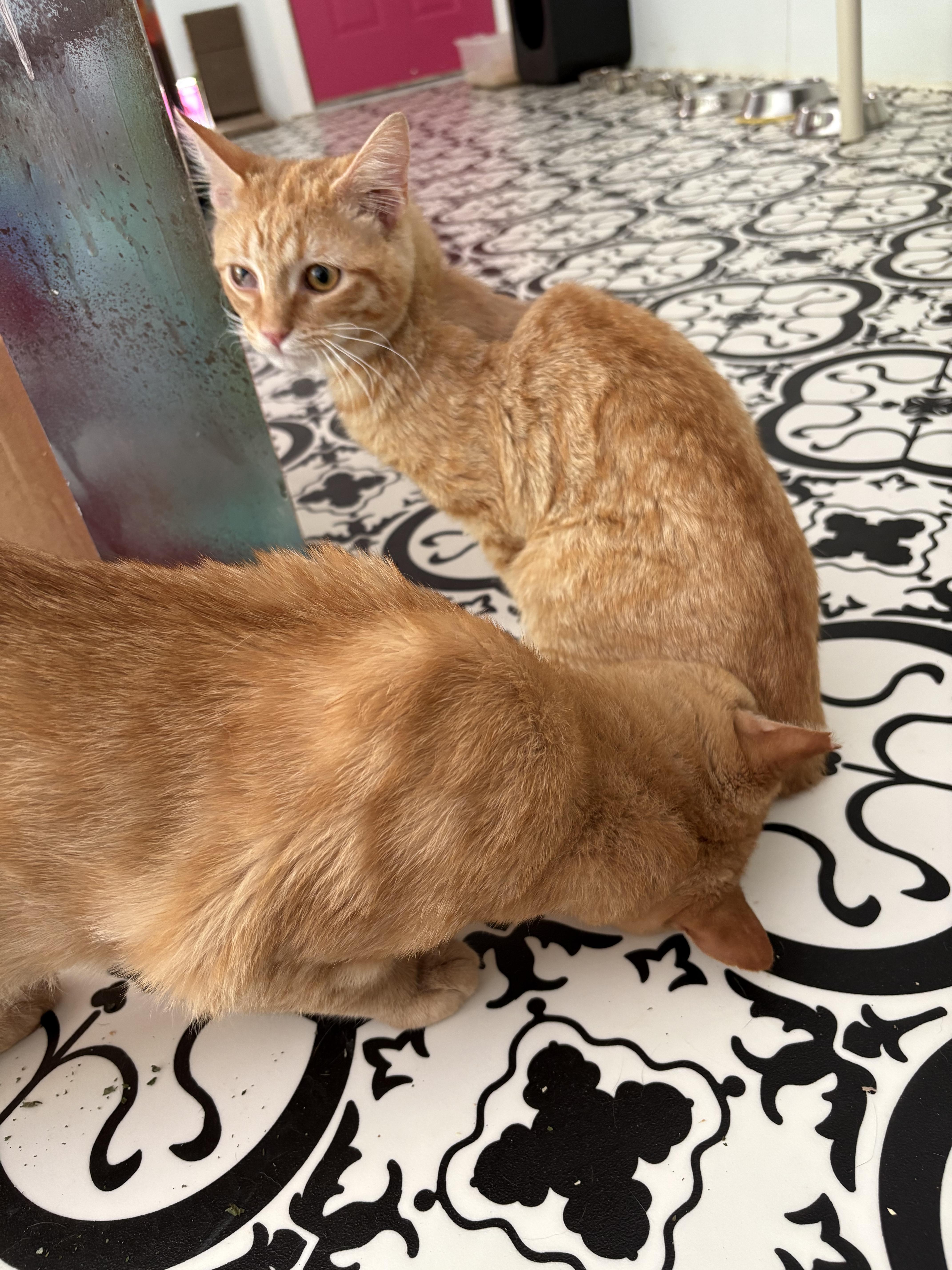 Sisqo (3 legged)